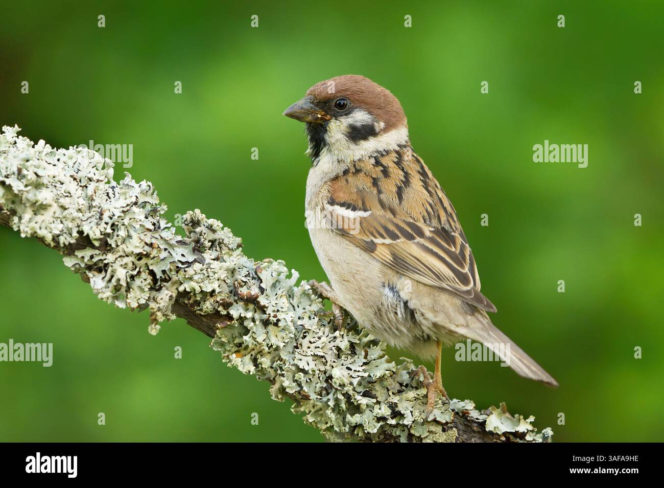 Eurasischen Feldsperling (Passer montanus) sitzen auf einem Ast. Stockfoto