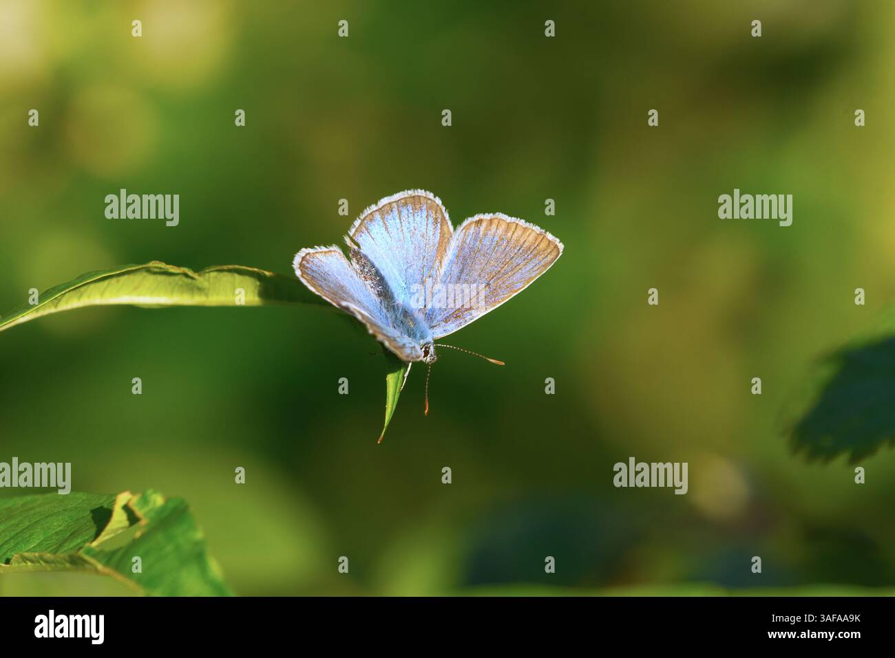 Blauer Schmetterling oder blauer Europäischer Schmetterling (Polyommatus icarus) auf einem Blatt. Stockfoto