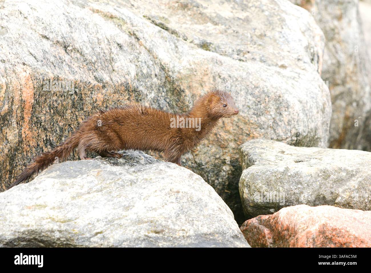 Amerikanischer Nerz (Neogale Vison), der auf einem Felsen am Ufer steht. Stockfoto