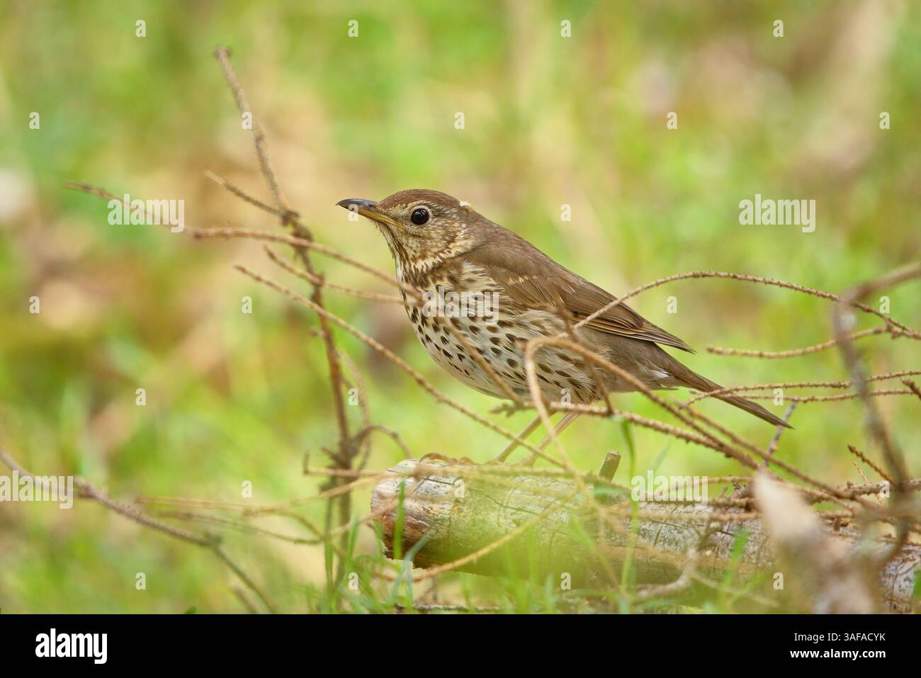 Lieddrossel (Turdus philomelos) im Wald. Stockfoto