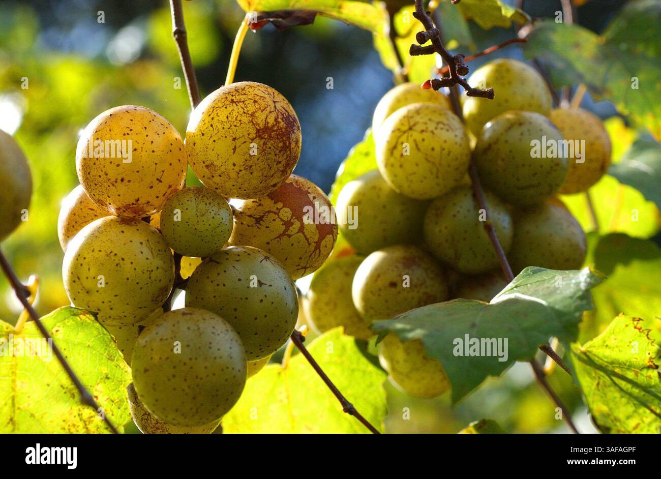 Foto Nr. 1 von 2) Oma Val eine der vielen verschiedenen Muskadinen-Trauben, die auf einem Familienberg in der Nähe der Lithia Springs Road in Lithia zur Ernte bereit sind. Der Hof ist für die Öffentlichkeit zugänglich für die Auswahl von Trauben. (Bild: St. Petersburg Times/ZUMAPRESS.com) Stockfoto