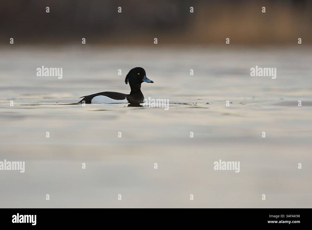 Getuftete Ente oder getuftete Pochard (Aythya fuligula) männlich schwimmen. Stockfoto