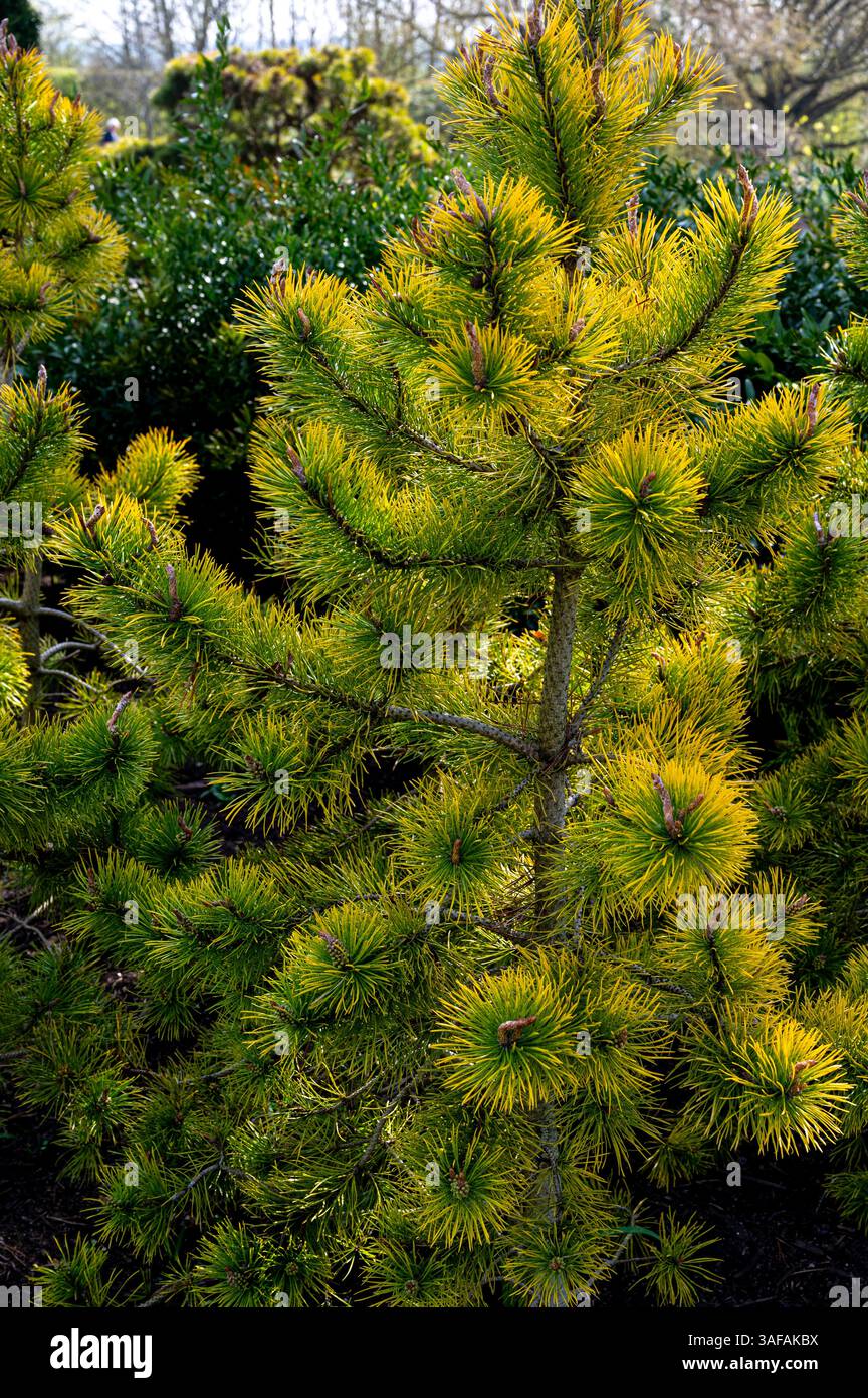 Pinus Contorta Chief Joseph, verdrehte Kiefer Stockfoto