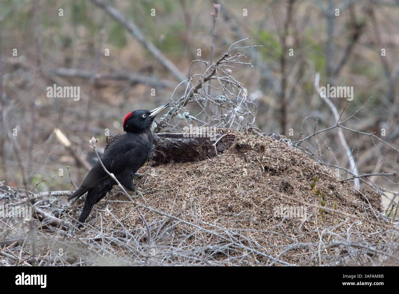 Der Schwarzspecht (Dryocopus martius) ernährt sich von einem Ameisennest im Wald. Stockfoto
