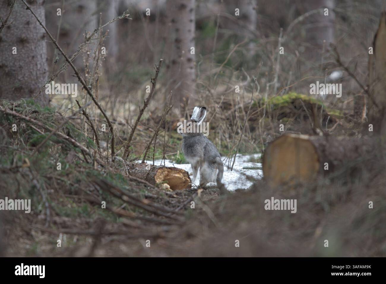 Berghase (Lepus timidus), der im Regenwald im Abholzgebiet sitzt. Stockfoto