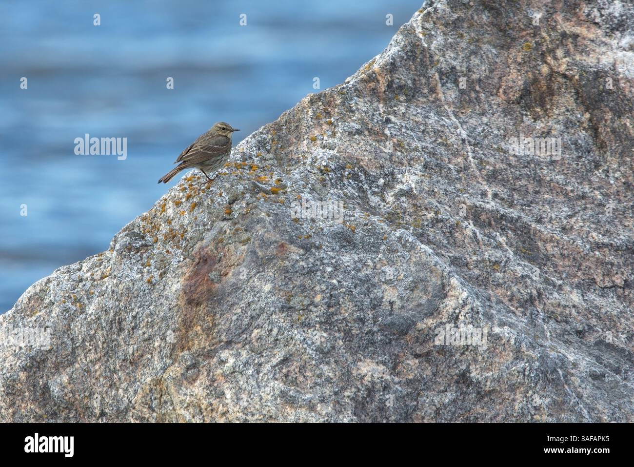 Europäische Felsenpipit (Anthus petrosus), die auf einem riesigen Felsen sitzt. Stockfoto