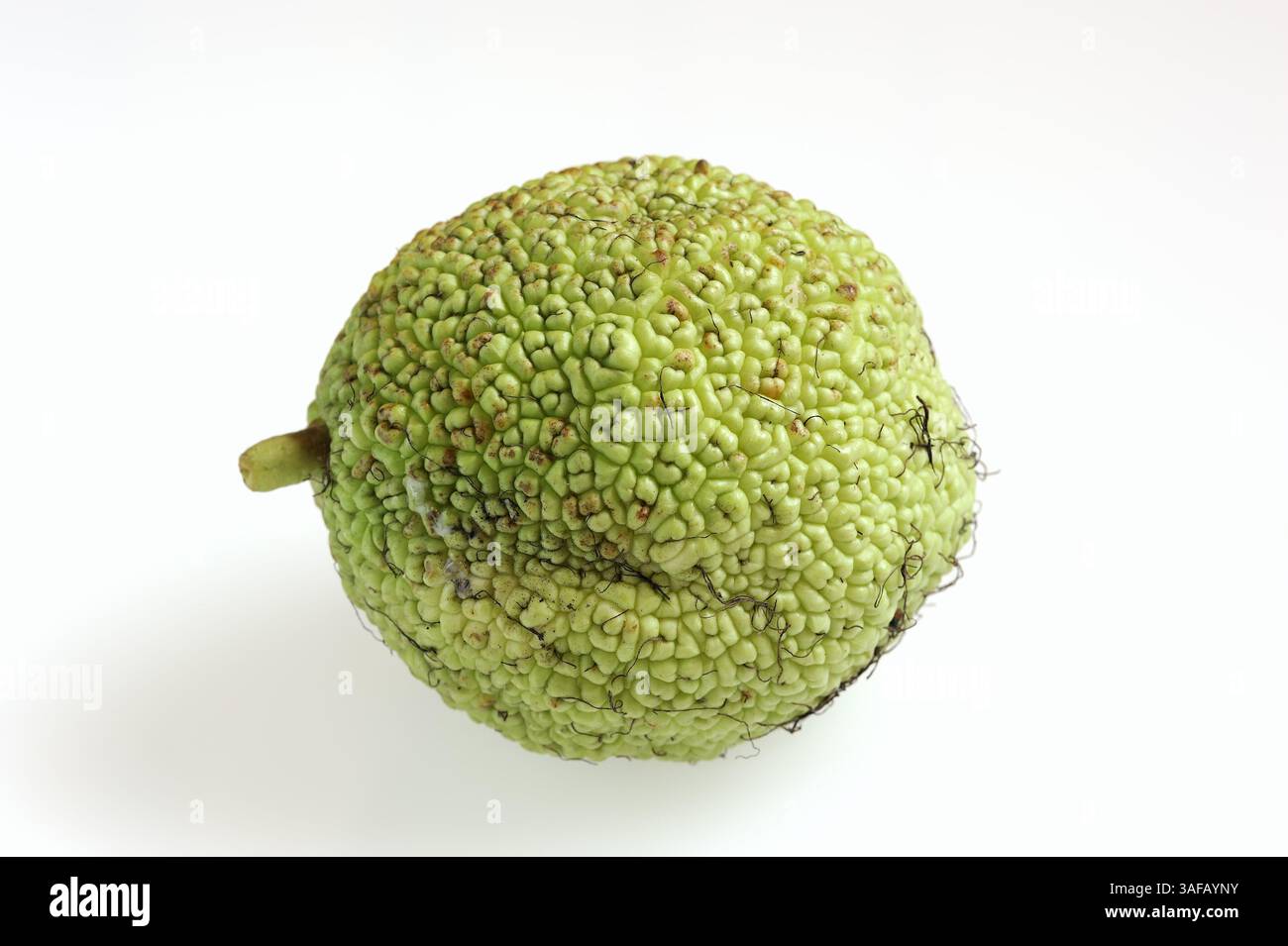 Osage Orange (Maclura pomifera), Frucht auf weißem Hintergrund | Milchorangenbaum oder Osagedorn (Maclura pomifera), Frucht auf weißem Hintergrund Stockfoto