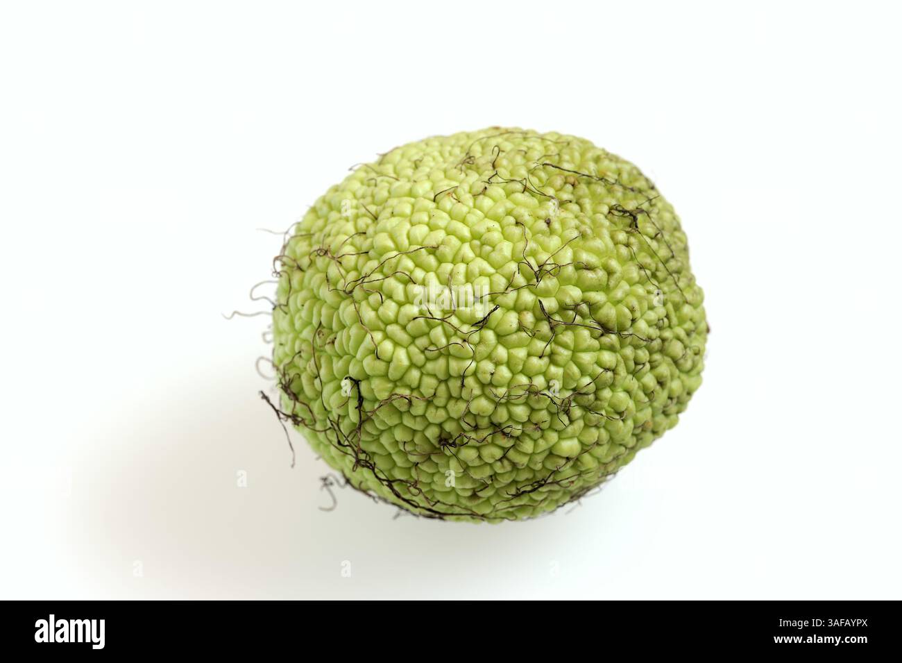 Osage Orange (Maclura pomifera), Frucht auf weißem Hintergrund | Milchorangenbaum oder Osagedorn (Maclura pomifera), Frucht auf weißem Hintergrund Stockfoto