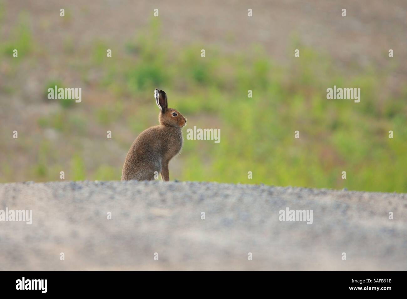 Berghase (Lepus timidus), der auf einem Feldweg sitzt. Stockfoto