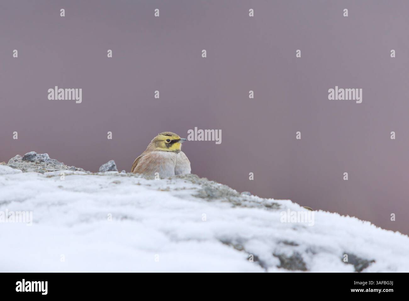 Gehörnte Lerche oder Küstenlarche (Eremophila alpestris), die im Winter auf einem verschneiten Schlammhaufen sitzt. Stockfoto