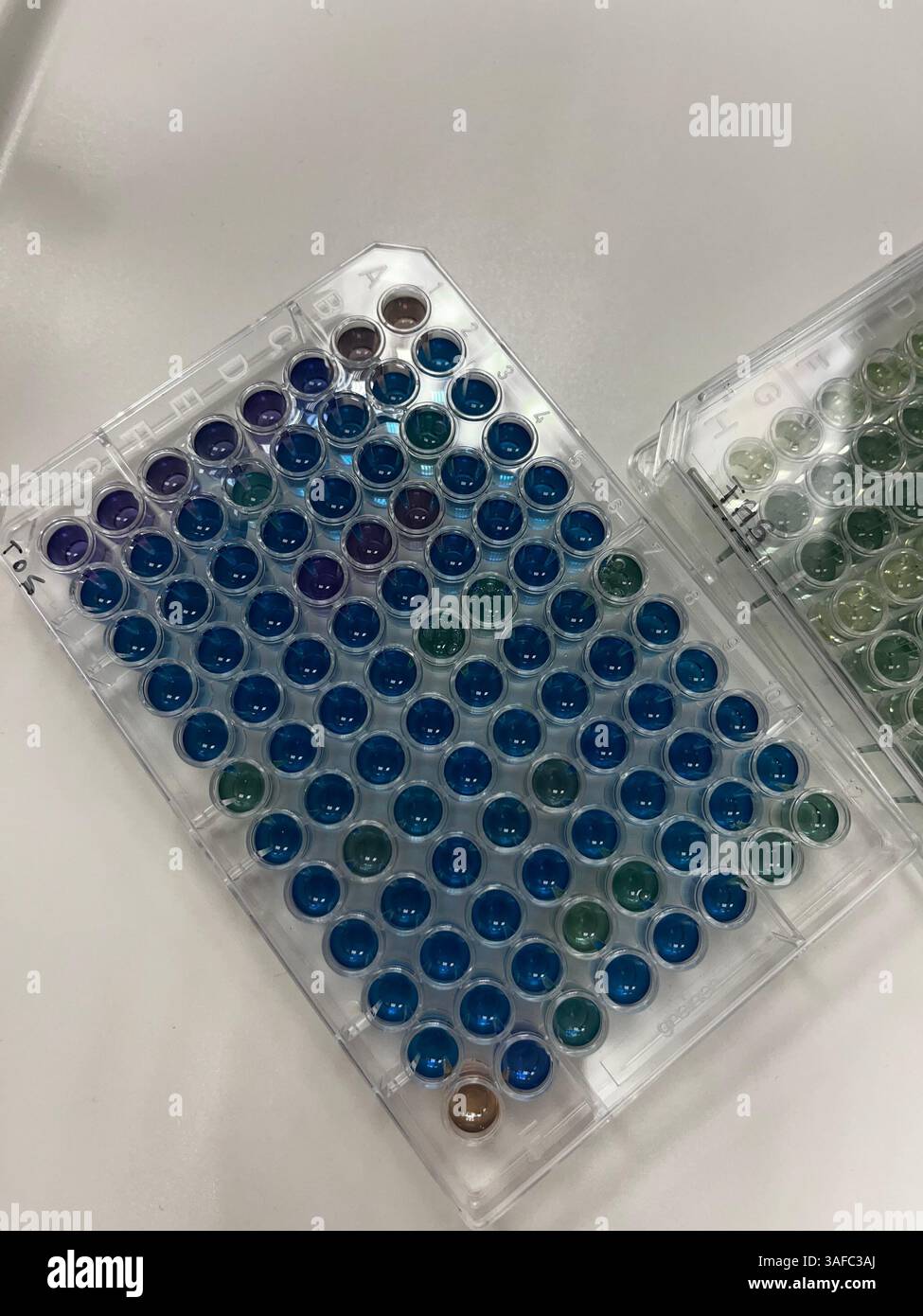 Wissenschaftliche Vibe, biochemische Forschungsplatte. - Smartphone-aufgenommenes Stockfoto