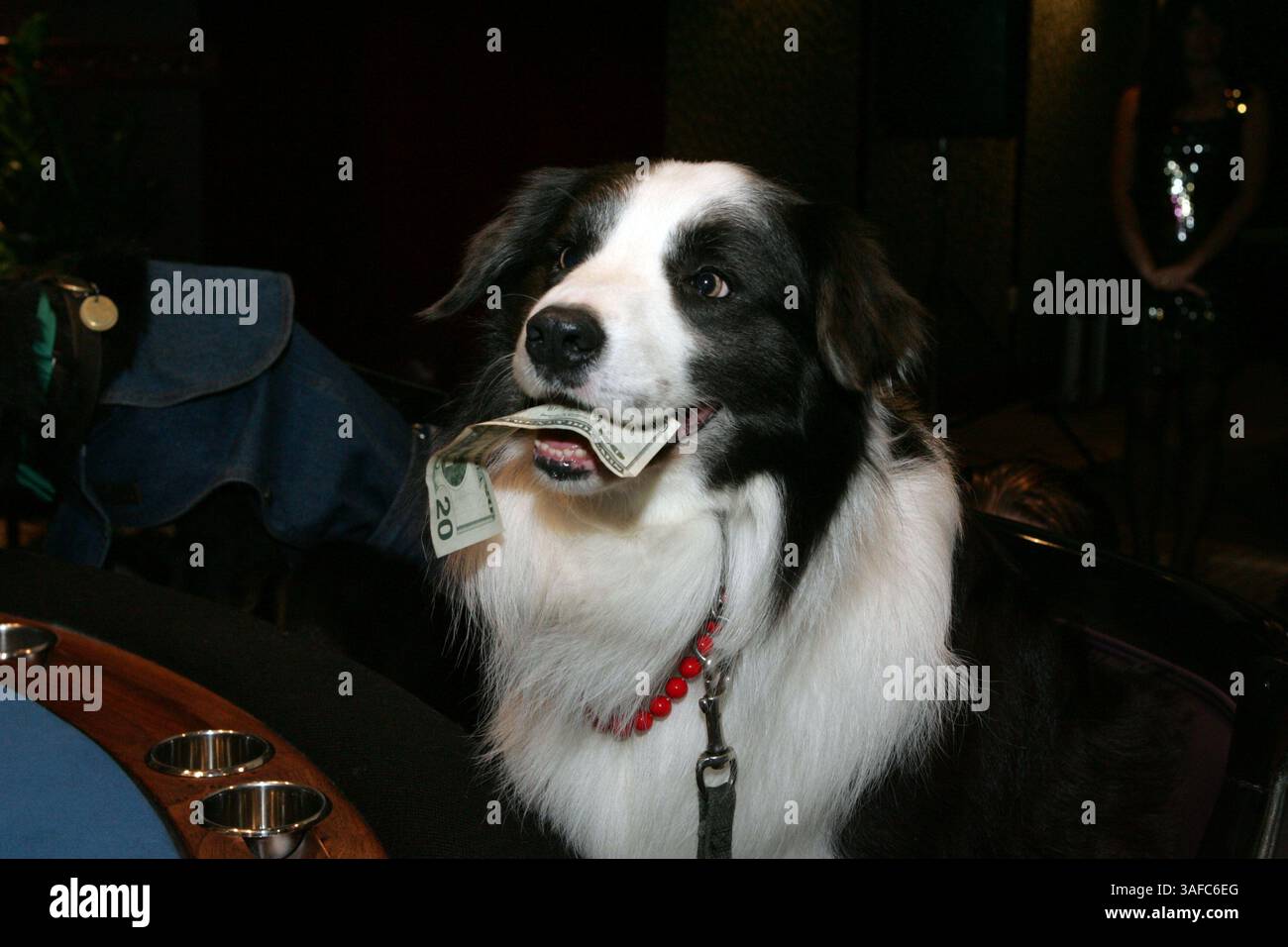 Juni 2004; Atlantic City, NJ, USA; professionell ausgebildete Hundeschauspieler rekonstruierten C.M. Coolidges berühmtes Gemälde „Dogs Playing Poker“, aber in der Sands-Version ist es „Dogs Playing Six Deck Blackjack“. Teilnehmer sind: Sammy (Bulldog), Murph (Brittany Spaniel), Tiny Chip (Great Swiss), Jack 'Attack' (Rottweiler) und Lucky Louise (Border Collie). Die Hunde bewerben den Players Place im Sands Casino Hotel in Atlantic City NJ mit der Eröffnung einer High-End-Spielbank mit den höchsten Wettlimits in Atlantic City. (Kreditbild: ZUMA Press/ZUMAPRESS.com) Stockfoto