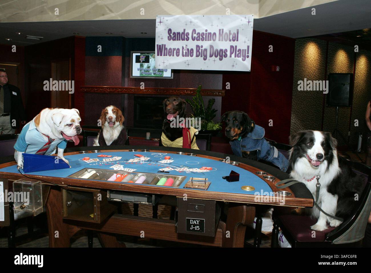 Juni 2004; Atlantic City, NJ, USA; professionell ausgebildete Hundeschauspieler rekonstruierten C.M. Coolidges berühmtes Gemälde „Dogs Playing Poker“, aber in der Sands-Version ist es „Dogs Playing Six Deck Blackjack“. Teilnehmer sind: Sammy (Bulldog), Murph (Brittany Spaniel), Tiny Chip (Great Swiss), Jack 'Attack' (Rottweiler) und Lucky Louise (Border Collie). Die Hunde bewerben den Players Place im Sands Casino Hotel in Atlantic City NJ mit der Eröffnung einer High-End-Spielbank mit den höchsten Wettlimits in Atlantic City. (Kreditbild: ZUMA Press/ZUMAPRESS.com) Stockfoto
