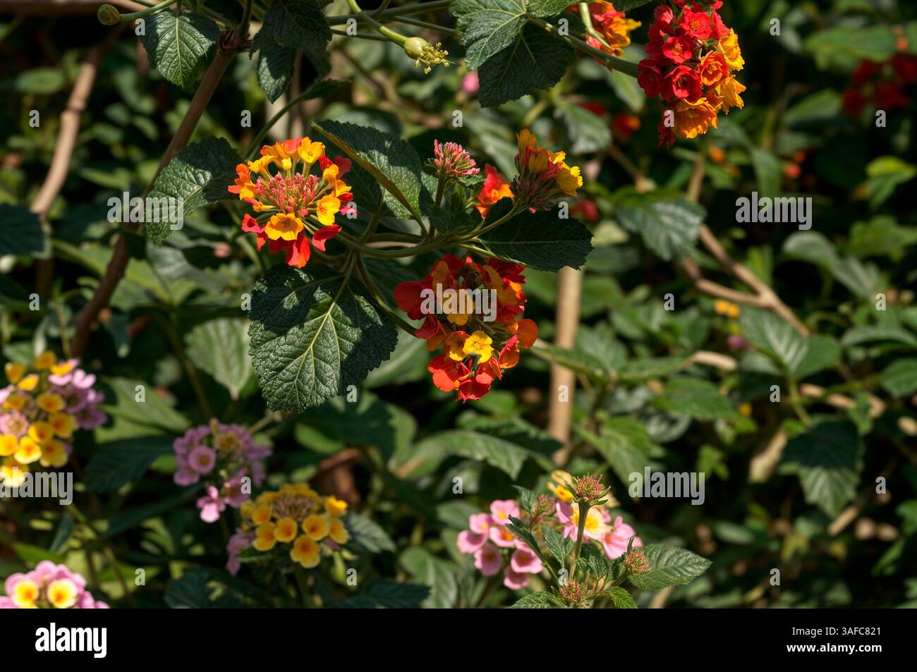 Lantana, die Blume, die ihre Farbe je nach Wachstumsstadium ändert Stockfoto