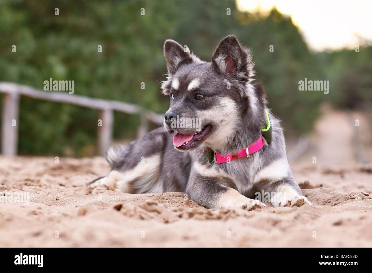 Junger französischer Bulldog x Sibirischer Husky-Hund mit Neonhalsband Stockfoto
