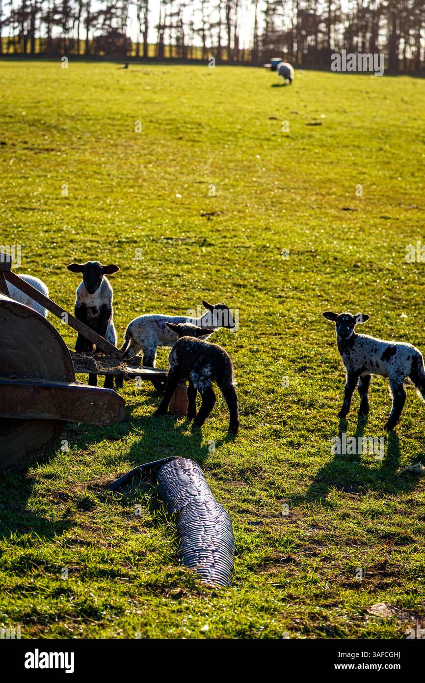 Frühlingslämmer in der Sonne, Northumberland National Park Stockfoto