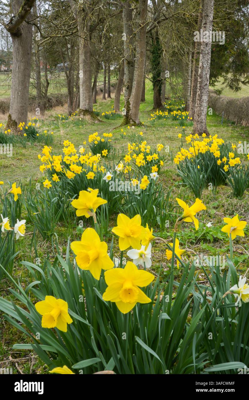 Gelbe Narzissen wachsen neben Waldpfaden, Berkshire, England, Großbritannien, Europa Stockfoto