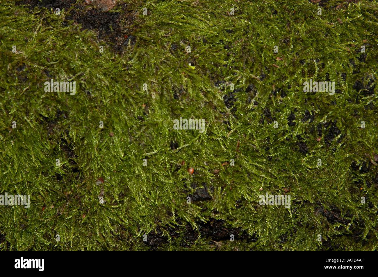 Die Baumrinde ist mit hellgrünem Moos bedeckt Stockfoto