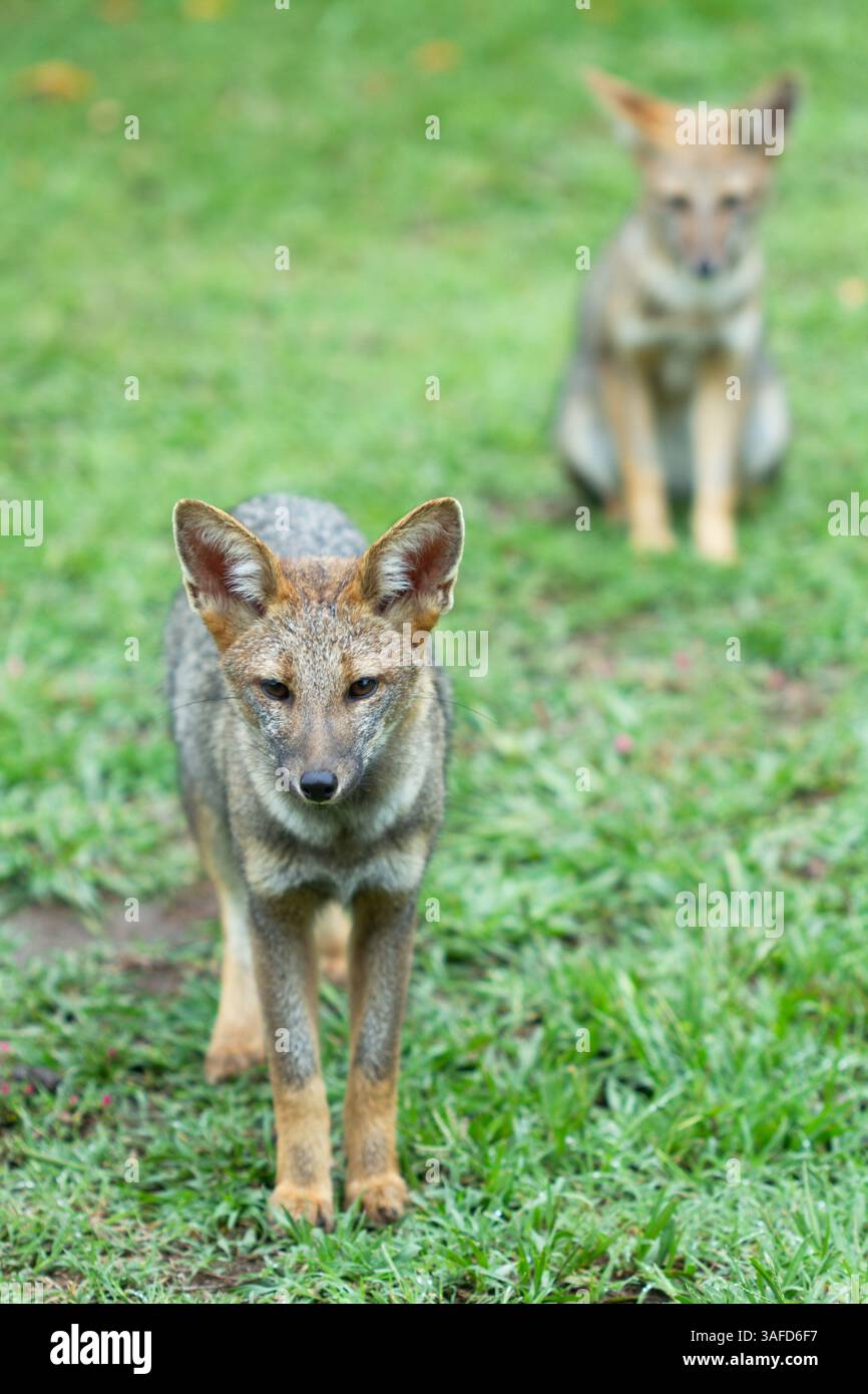 Ein Paar Füchse, die auf dem Gras laufen Stockfoto