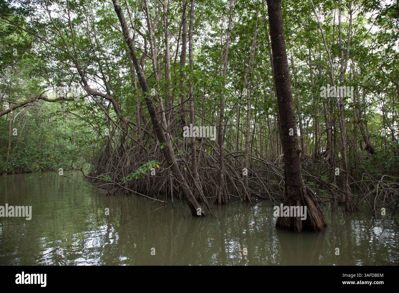 14. Juli 2010 – Bejuco, Insel Chira, Golf von Nicoya, Costa Rica – die rote Mangrove nutzt ihre langen Wurzeln, um sich in die Sedimente einzugraben und anzusiedeln. Die Fischer respektieren sie, da die Mangroven sie vor Gewalt im Meer und vor Anfälligkeiten an der Küste schützen, insbesondere bei Stürmen, Hurrikanen und Tsunamis, die einen plötzlichen Anstieg des Wasserspiegels an den Küsten auslösen. Das Luftwurzelsystem ermöglicht die Absorption von Wellenenergie. (Bild: © David Fabrega/ZUMAPRESS.com) Stockfoto