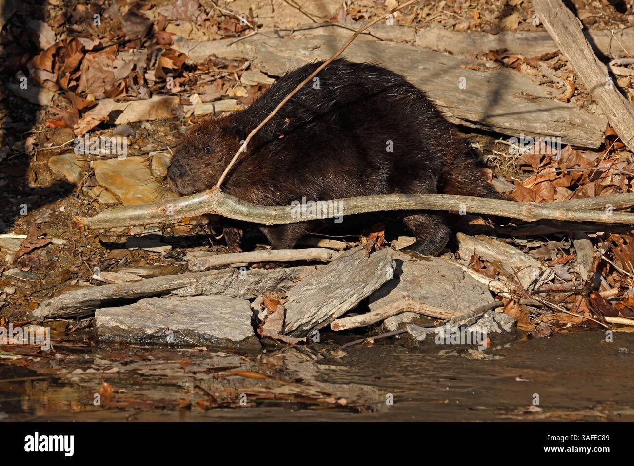 Nordamerikanischer Biber (Castor canadensis), der Zweige ins Wasser bringt, wo sie sich von innerer Rinde und Zweigen ernähren, Winter, Maryland Stockfoto