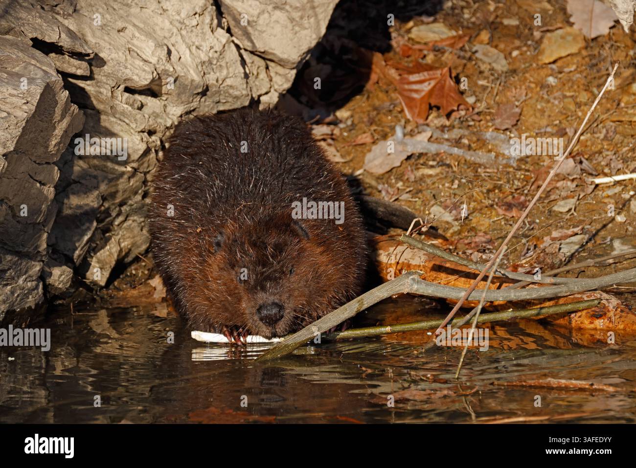 Nordamerikanischer Biber (Castor canadensis), ernährt sich von Rinde und Zweigen, Winter, Maryland Stockfoto