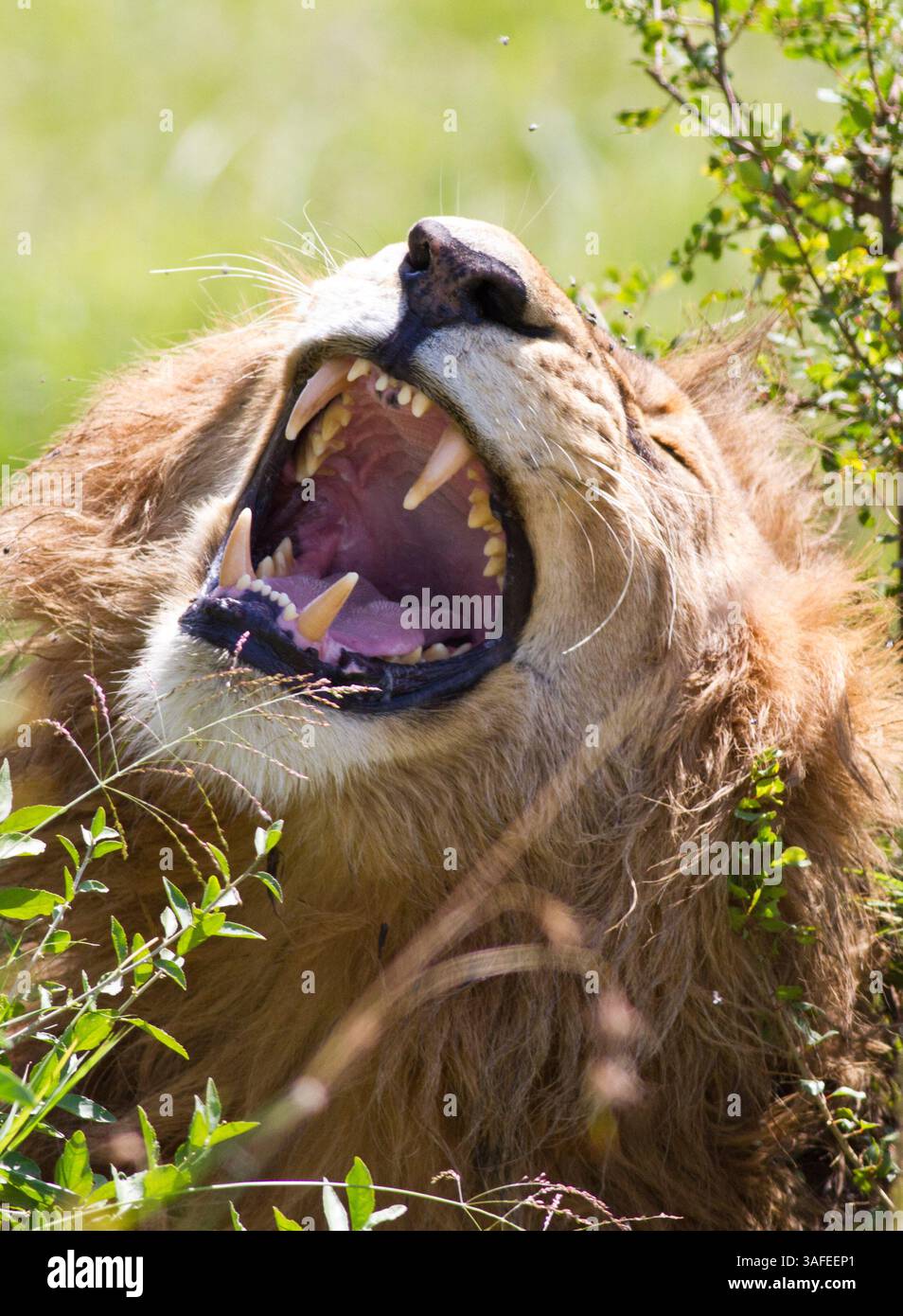 1. Juli 2012 - Hermosa Beach, Kalifornien, Kenia - Ein Löwe brüllt in die Luft im Maasai Mara, Kenia. (Bild: © Josh Chapel/ZUMAPRESS.com) Stockfoto