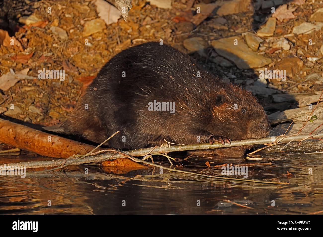Nordamerikanischer Biber (Castor canadensis), der Zweige ins Wasser bringt, wo sie sich von innerer Rinde und Zweigen ernähren, Winter, Maryland Stockfoto