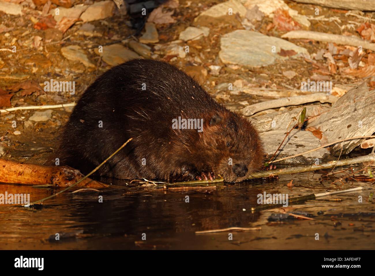 Nordamerikanischer Biber (Castor canadensis), ernährt sich von Rinde und Zweigen, Winter, Maryland Stockfoto