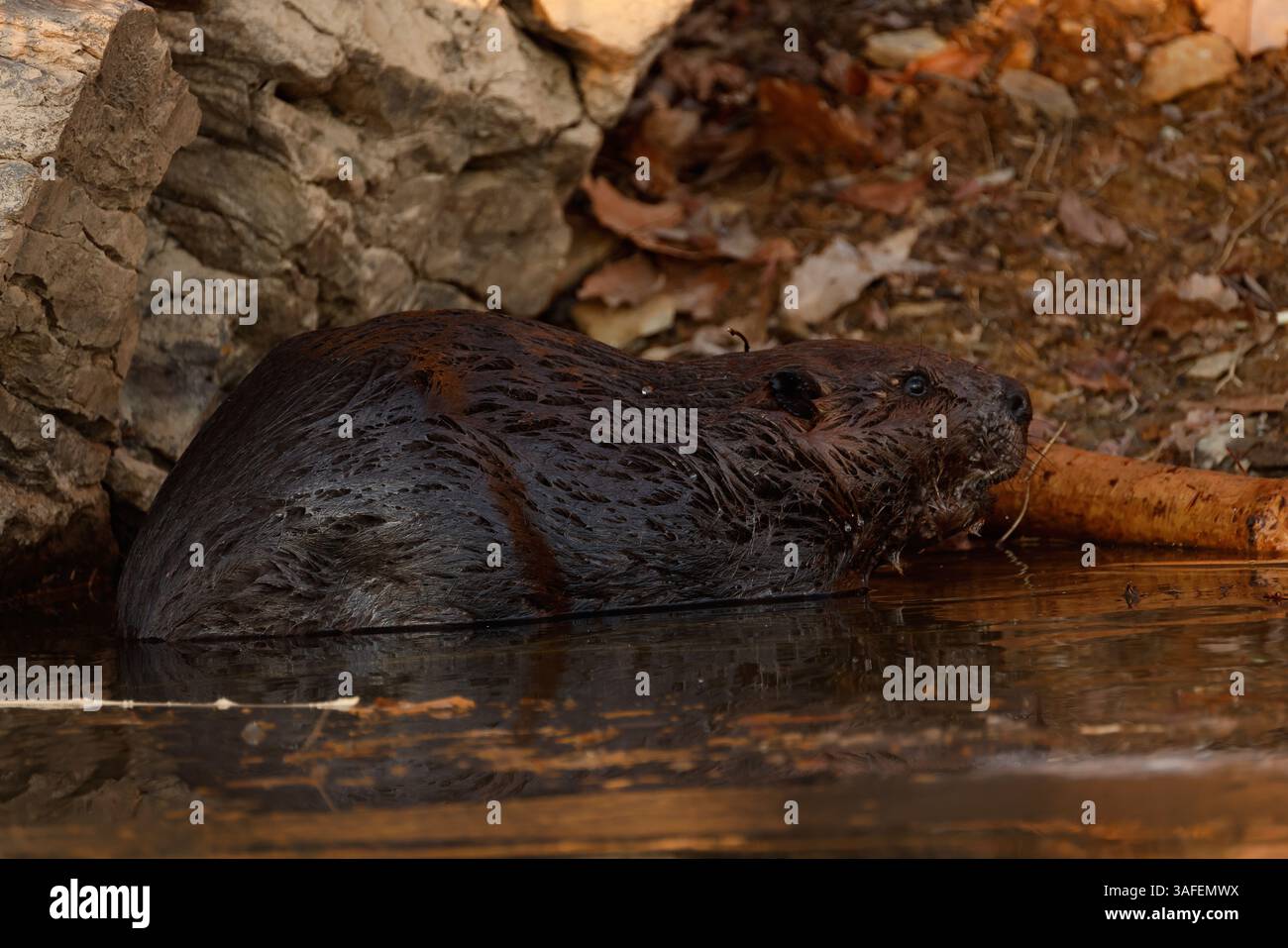 Nordamerikanischer Biber (Castor canadensis), ernährt sich von Rinde und Zweigen, Winter, Maryland Stockfoto