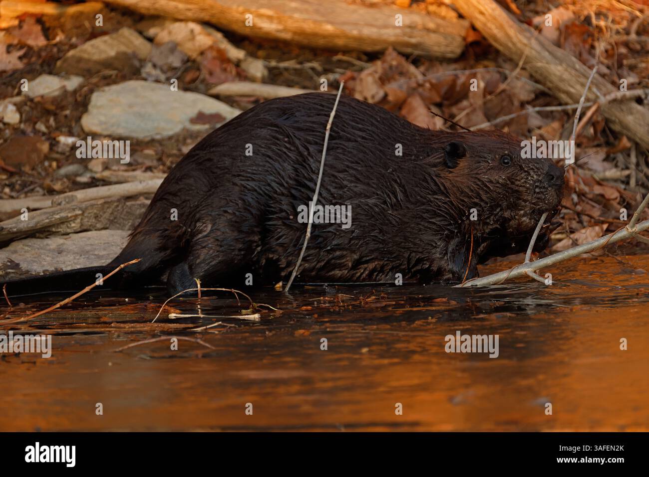 Nordamerikanischer Biber (Castor canadensis), ernährt sich von Rinde und Zweigen, Winter, Maryland Stockfoto