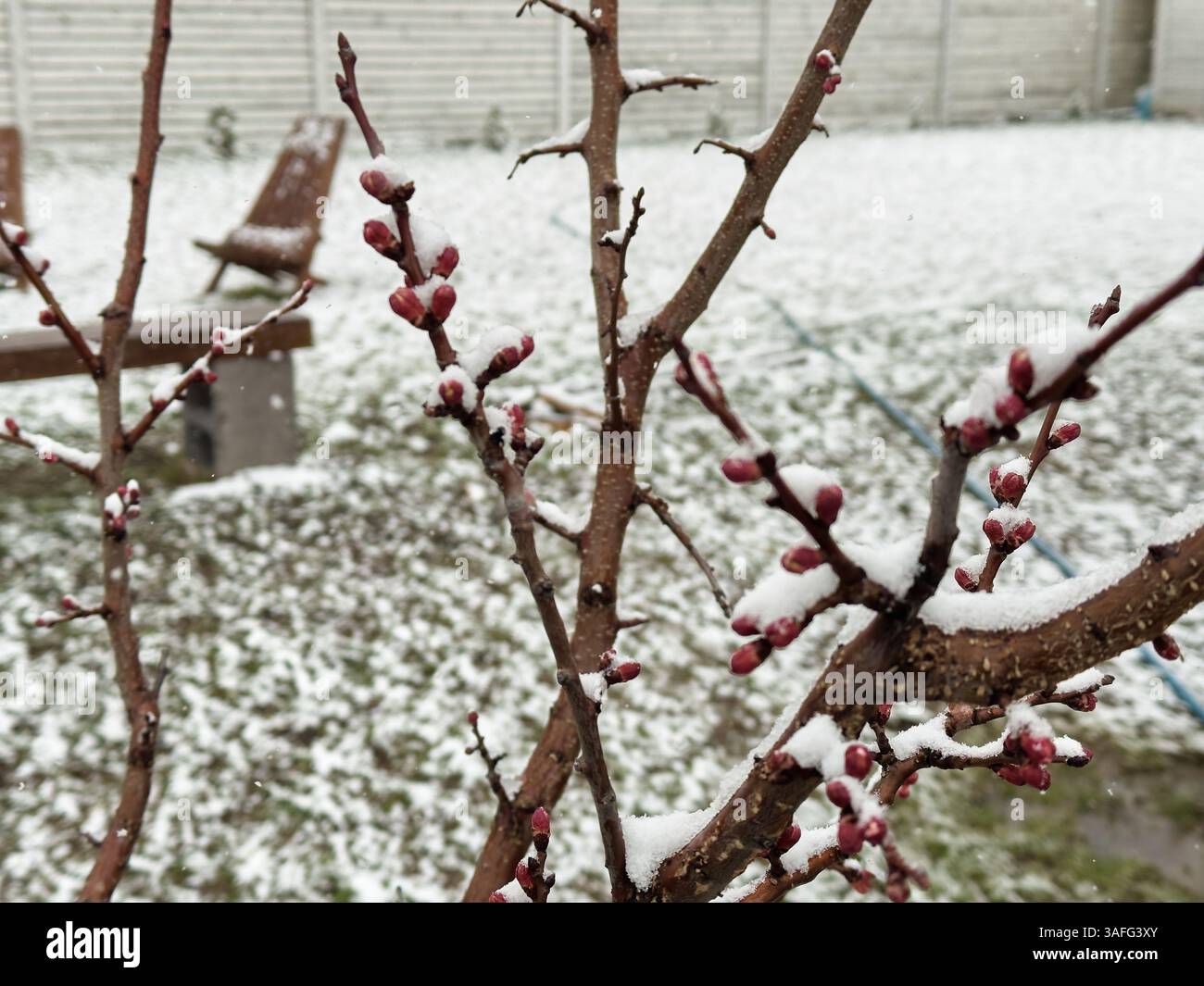 Mehrere Äste mit hellroten Knospen, die während eines ungewöhnlichen Schneefalls im Frühling mit Schnee bedeckt sind Stockfoto
