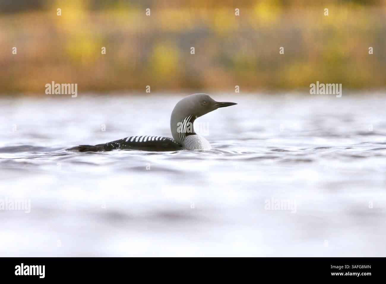 Schwarzkehlenloon (Gavia arctica) schwimmt im Frühjahr in einem See. Stockfoto