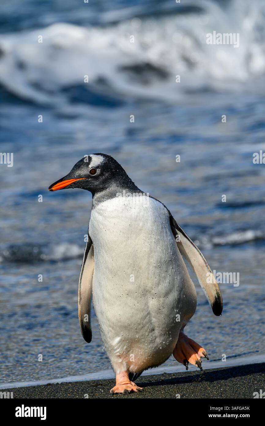 Ein südlicher Gentoo-Pinguin (Pygoscelis papua ellsworthi), der an einem Strand im Gold Harbour auf der Insel Südgeorgien aus dem Meer auftaucht. Stockfoto