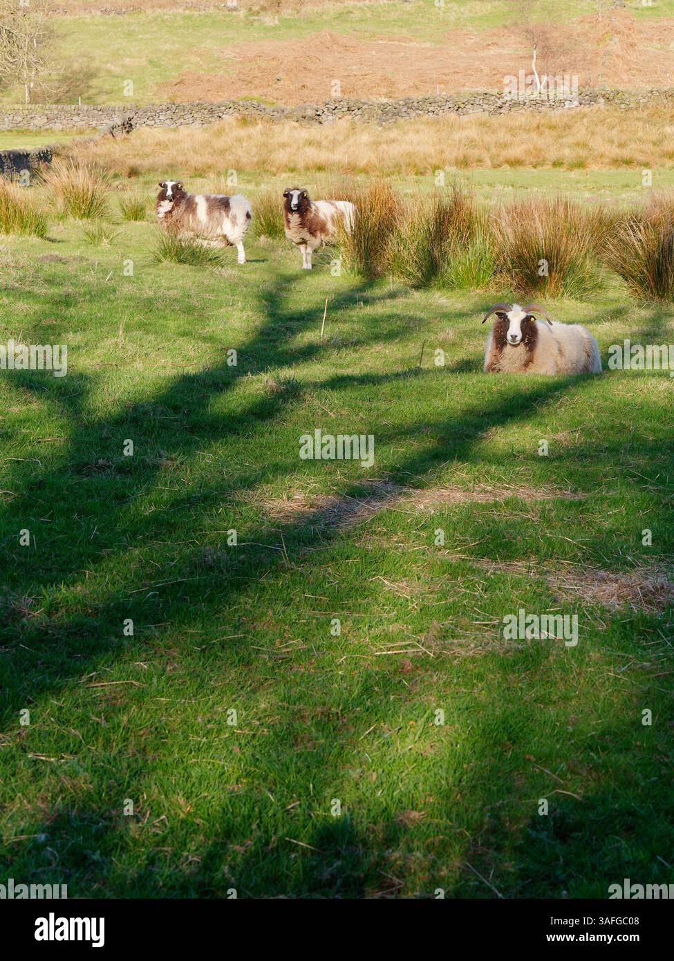 Drei markante Schafe auf einem Feld, das teilweise von einem Baumschatten bedeckt ist, in Biddulph, Staffordshire, England. April 2025 Stockfoto