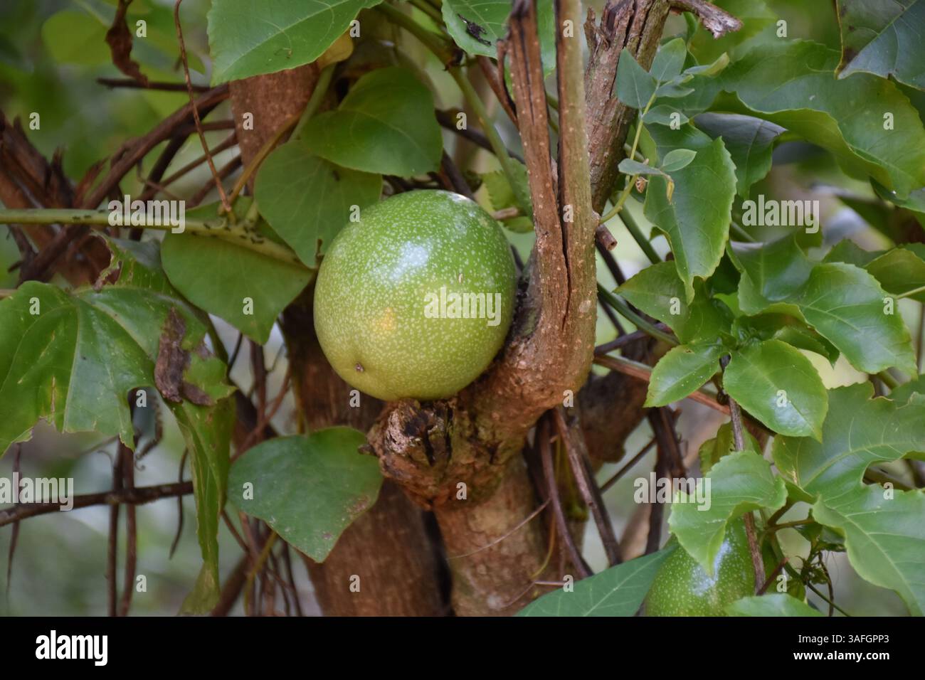 Passionsfrucht - die aktuelle Farm flavor.from auf den Tisch, unsere Passionsfrüchte sind bereit, um einen Hauch von Geschmack in Ihren Tag zu bringen Stockfoto