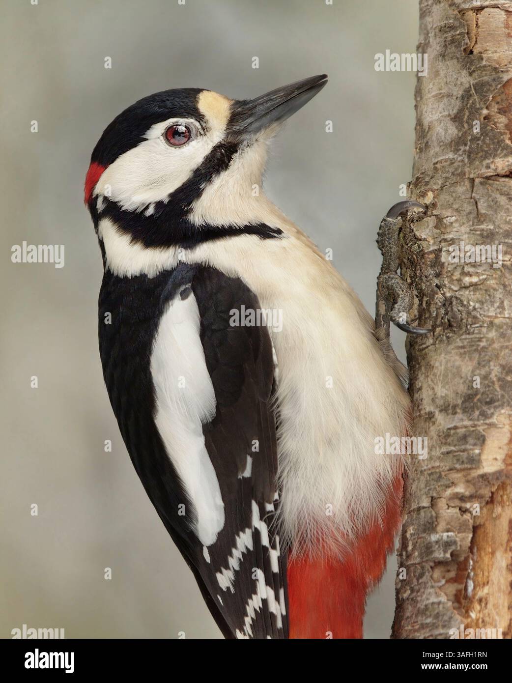 Großspecht (Dendrocopos Major) männliche Nahaufnahme. Stockfoto