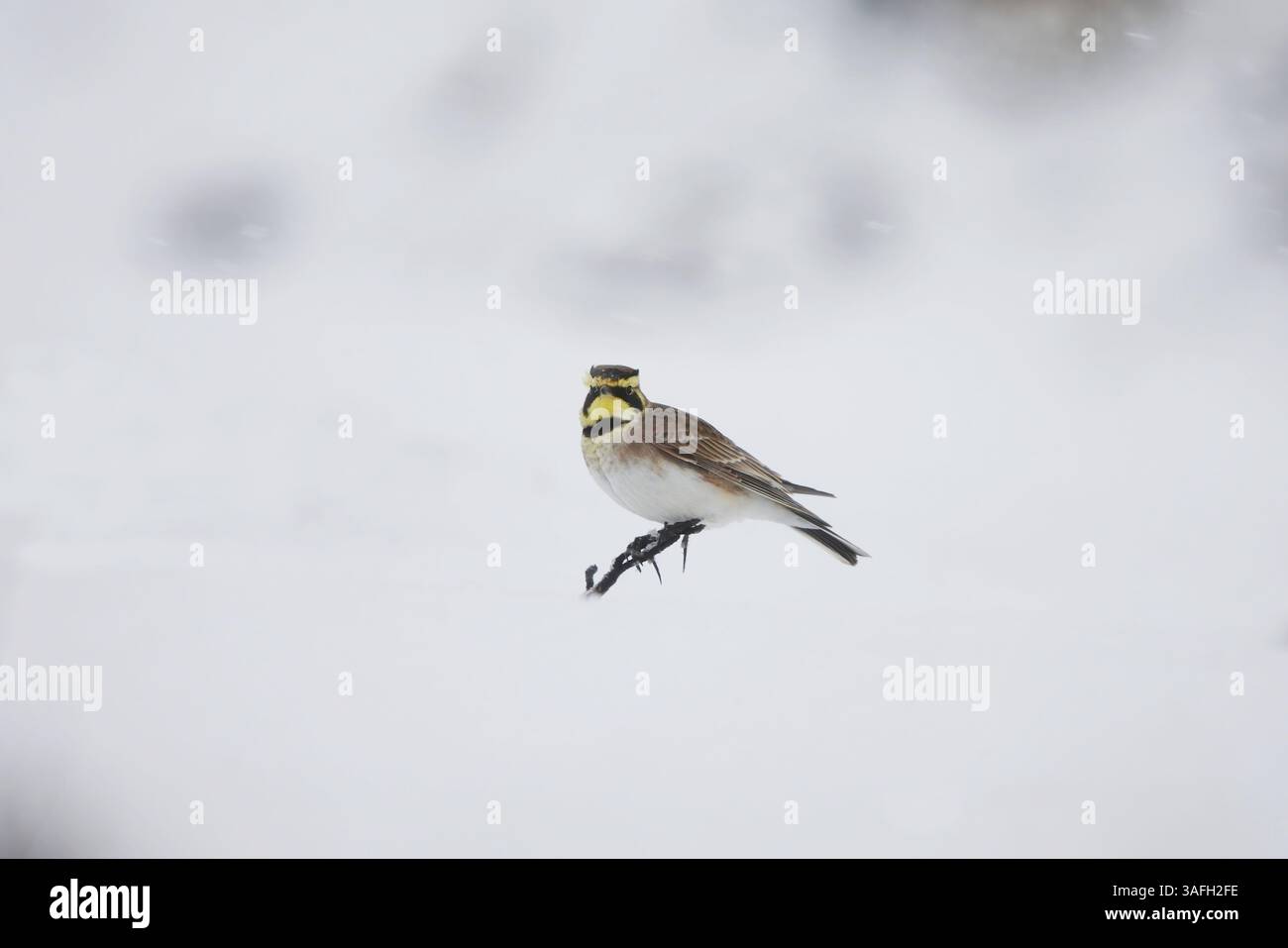 Gehörnte Lerche oder Küstenlarche (Eremophila alpestris), die auf einem Ast thront, der vom Schnee hängt. Stockfoto