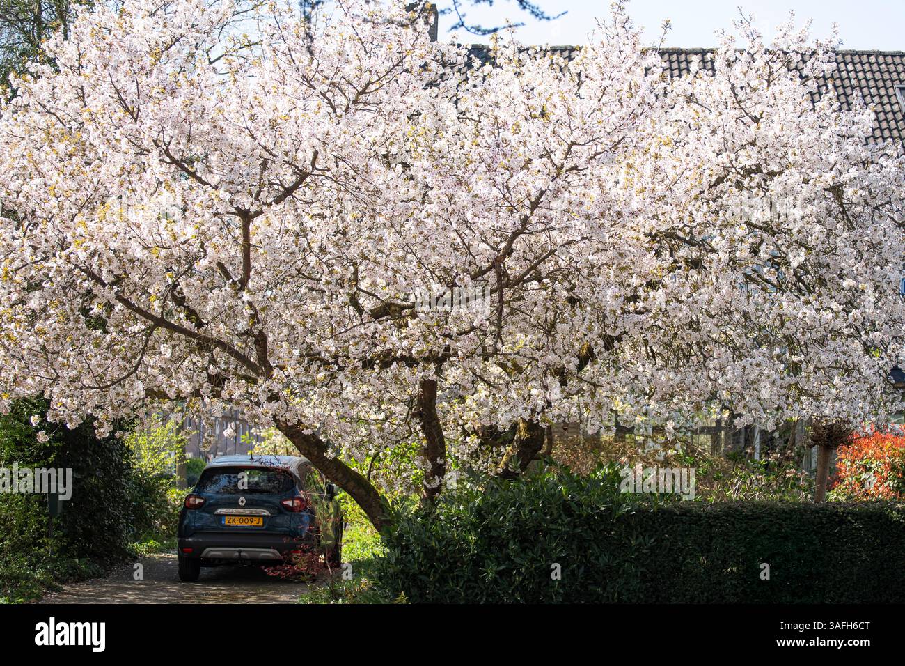 Blühender Baum mit rosa Blüten in einem Wohngebiet, Niederlande Stockfoto