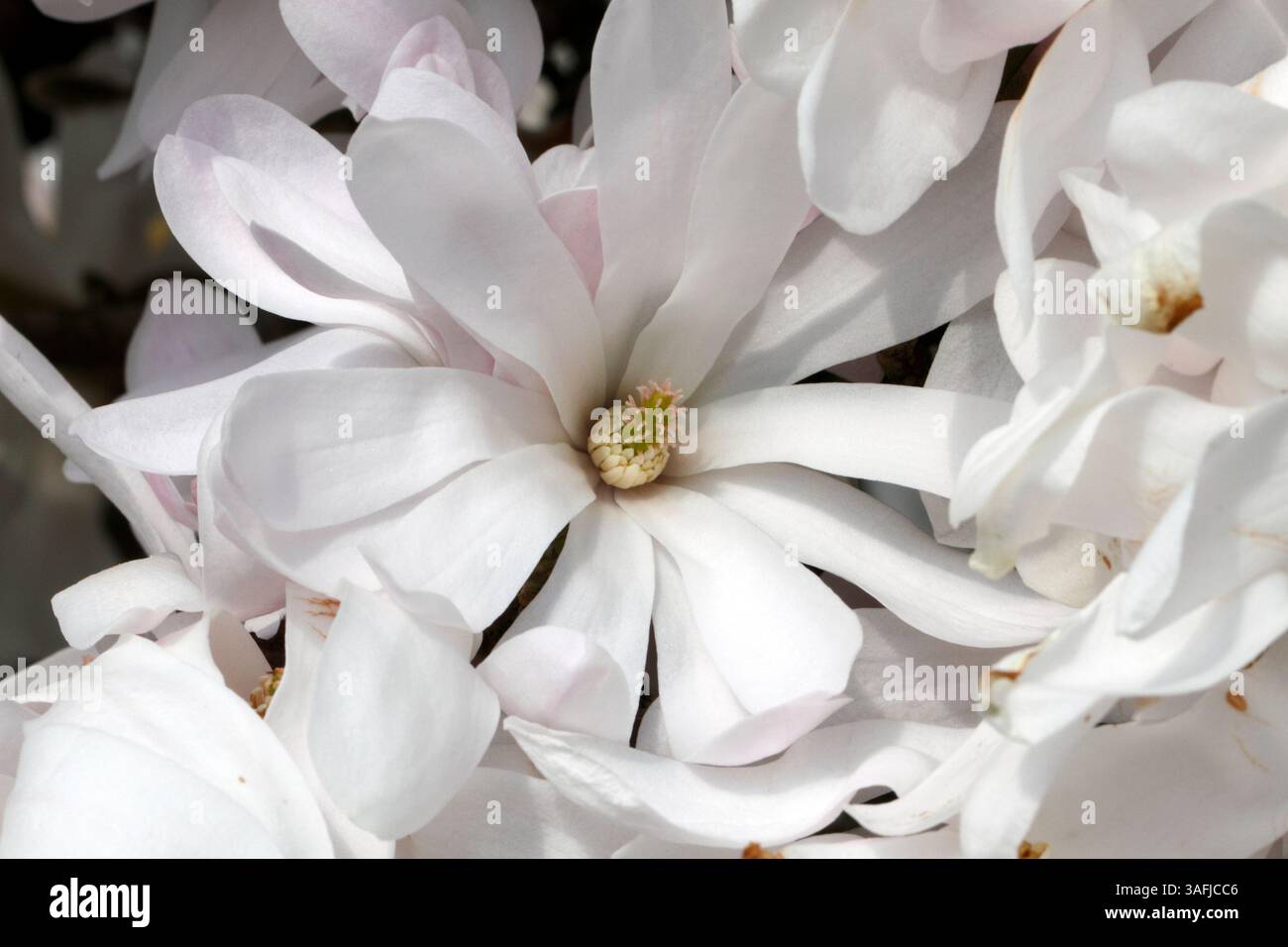 Magnolia stellata, Sternmagnolie. Nahaufnahme einer Blume Stockfoto