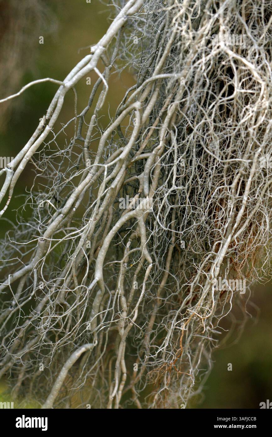 Usnea articulata - Flechten. Wurstflechte. Eine Art frutikoser Flechte. Stockfoto