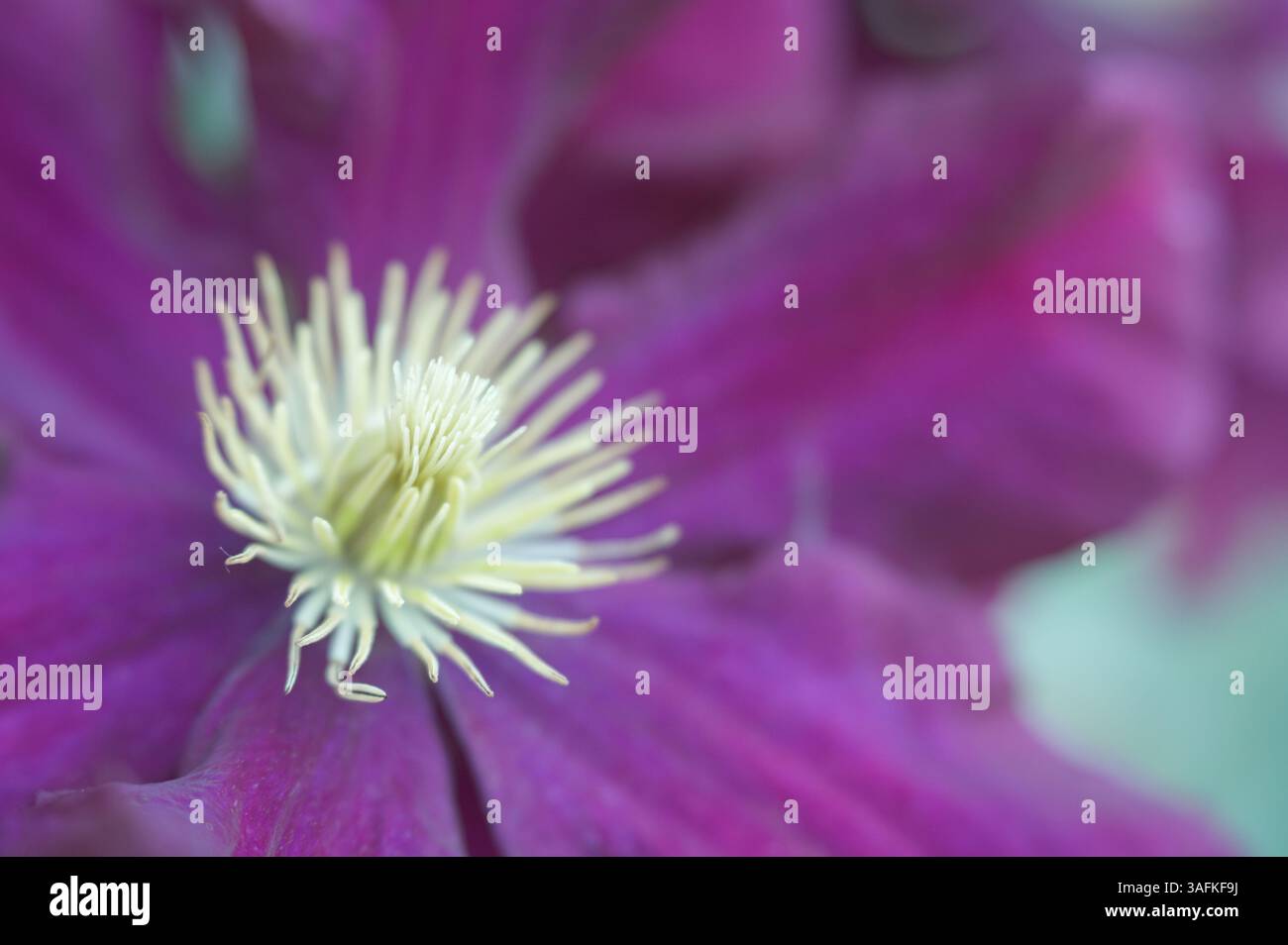 Künstlerische Nahaufnahme eines Clematis, Details der Blütenstempel Stockfoto