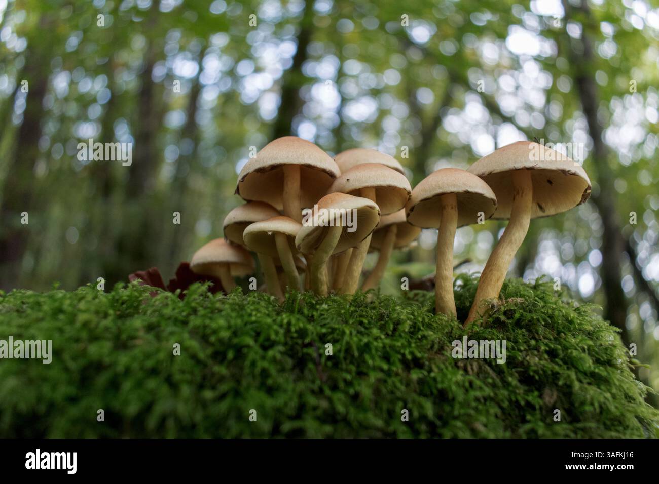 Landschaft einer Gruppe von Pilzen im Wald Stockfoto