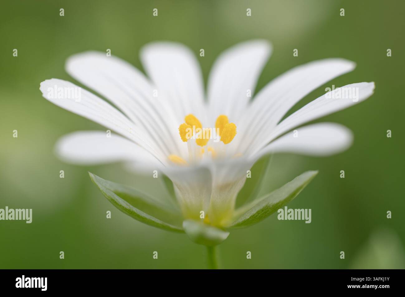 Grosse Pflanze einer Cerastium-Wiesenblume Stockfoto