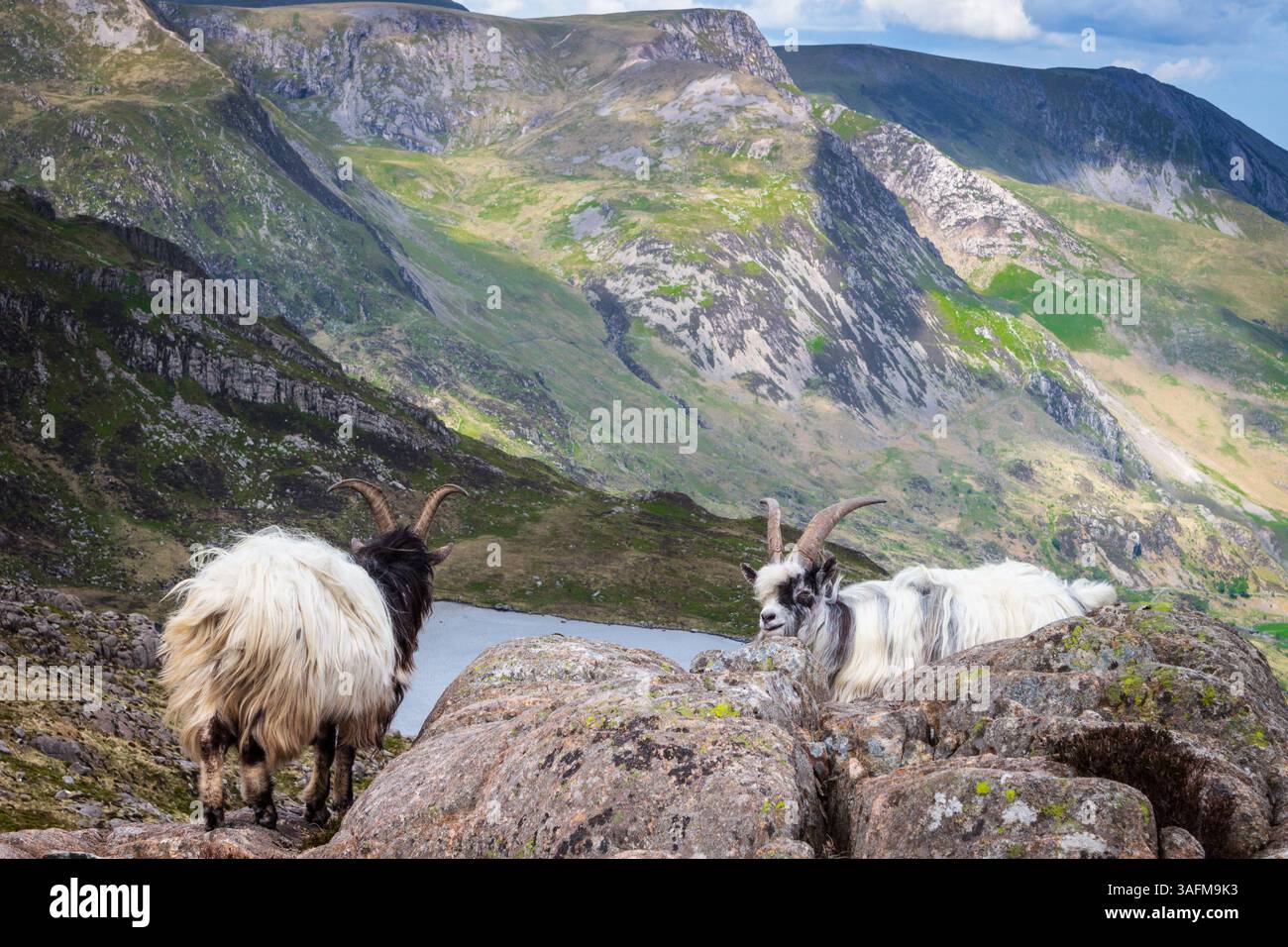 Seltene Tryfan-Bergziegen Stockfoto