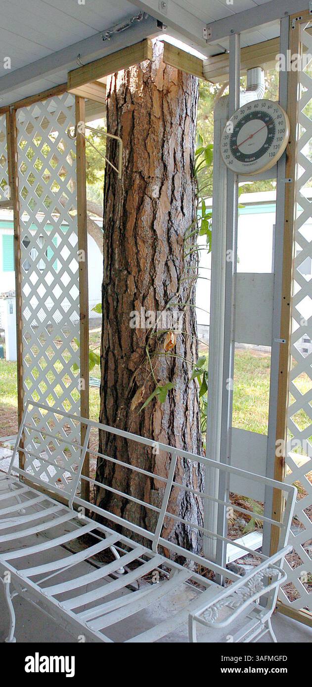 AN NP-SCHREIBTISCH LIEFERN---27.5.2004---BAUMPROBLEM OAKCREST? ACORN MOBILE HOME PARK--3. Ein Wohnmobil im Acorn-Abschnitt des Oakcrest/Acorn Mobile Home Park, Largo, zeigt, dass die Struktur so modifiziert wurde, dass eine große Kiefer daneben wachsen kann. Eine weitere große Kiefer hat Risse im Zement des Parkdecks verursacht. (Bild: St. Petersburg Times/ZUMAPRESS.com) Stockfoto