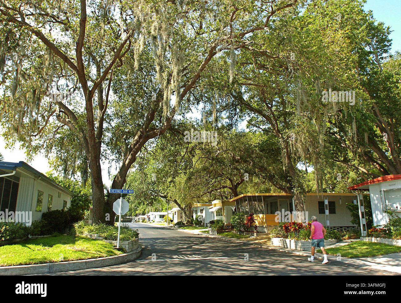 LIEFERUNG ZUM NP-SCHREIBTISCH---27.5.2004---BAUMPROBLEM OAKCREST/ACORN MOBILHEIM PARK--2. Große Eichenbäume bilden ein schattiges Baldachin in der Nähe der Kreuzung von Cresent Oak Way und Cork Oak Drive im Oakcrest/Acorn Mobile Home Park, Largo. Einige Bewohner des Parks haben sich bei Parkmanagern und lokalen Regierungsbeamten über Schäden beschwert, die durch große Bäume in der Nähe ihrer Wohnmobile verursacht wurden. (Bild: St. Petersburg Times/ZUMAPRESS.com) Stockfoto