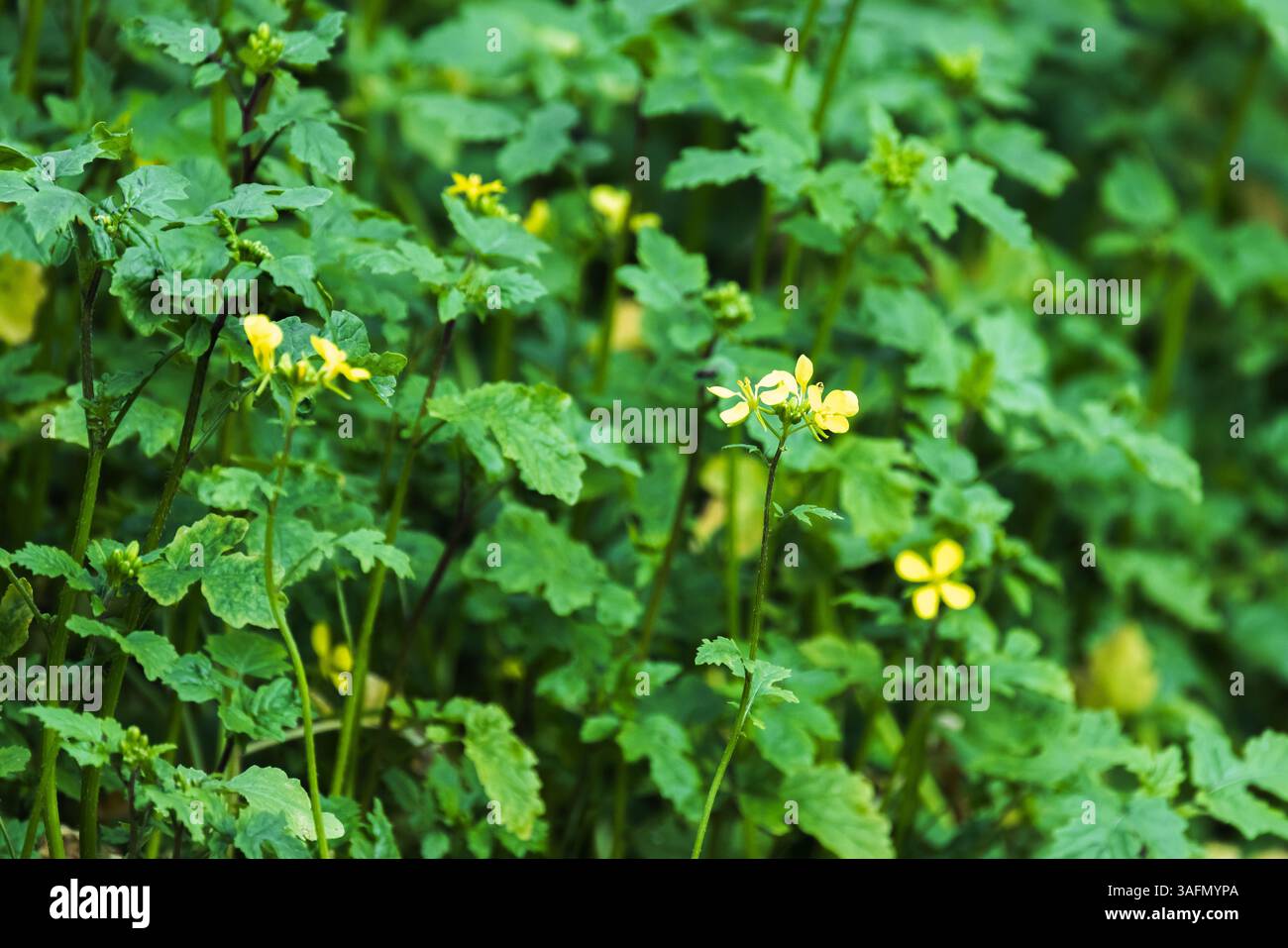 Sinapis Alba in Blüte. Frische grüne Blätter umgeben zarte gelbe Wildblumen in dieser ruhigen Naturszene und fangen die Schönheit und Ruhe von an ein ein Stockfoto