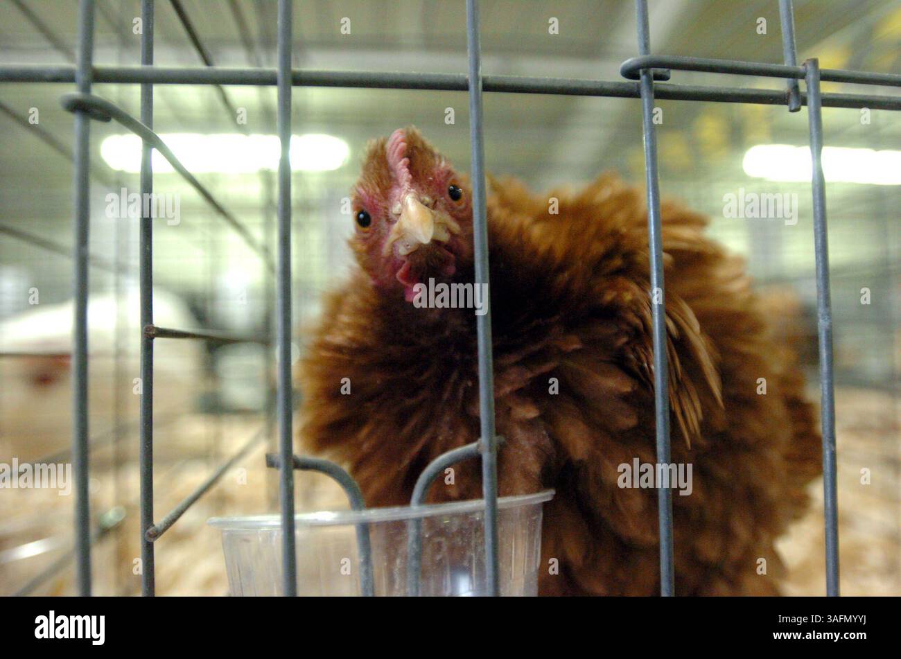 Heute war der erste Tag der Florida State Fair in Tampa. Das Urteil über das Geflügel war heute und morgen. Fotos der Urteilsverkündung wurden am Donnerstag aufgenommen (Credit Image: St Petersburg Times/ZUMAPRESS.com) Stockfoto