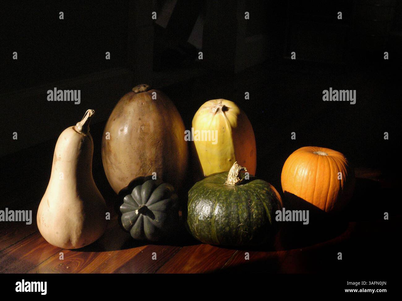 SP 200304Ê YABL GOURD.JPG.LEFT NACH RECHTS -. Butternusskürbis, Calabaza (große auf der Rückseite), Acorn (kleine dunkelgrüne Vorderseite) Spaghetti (hellgelb auf der Rückseite) Butternut (Bild: St. Petersburg Times/ZUMAPRESS.com) Stockfoto